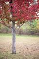 IMG_7297 red leafed tree